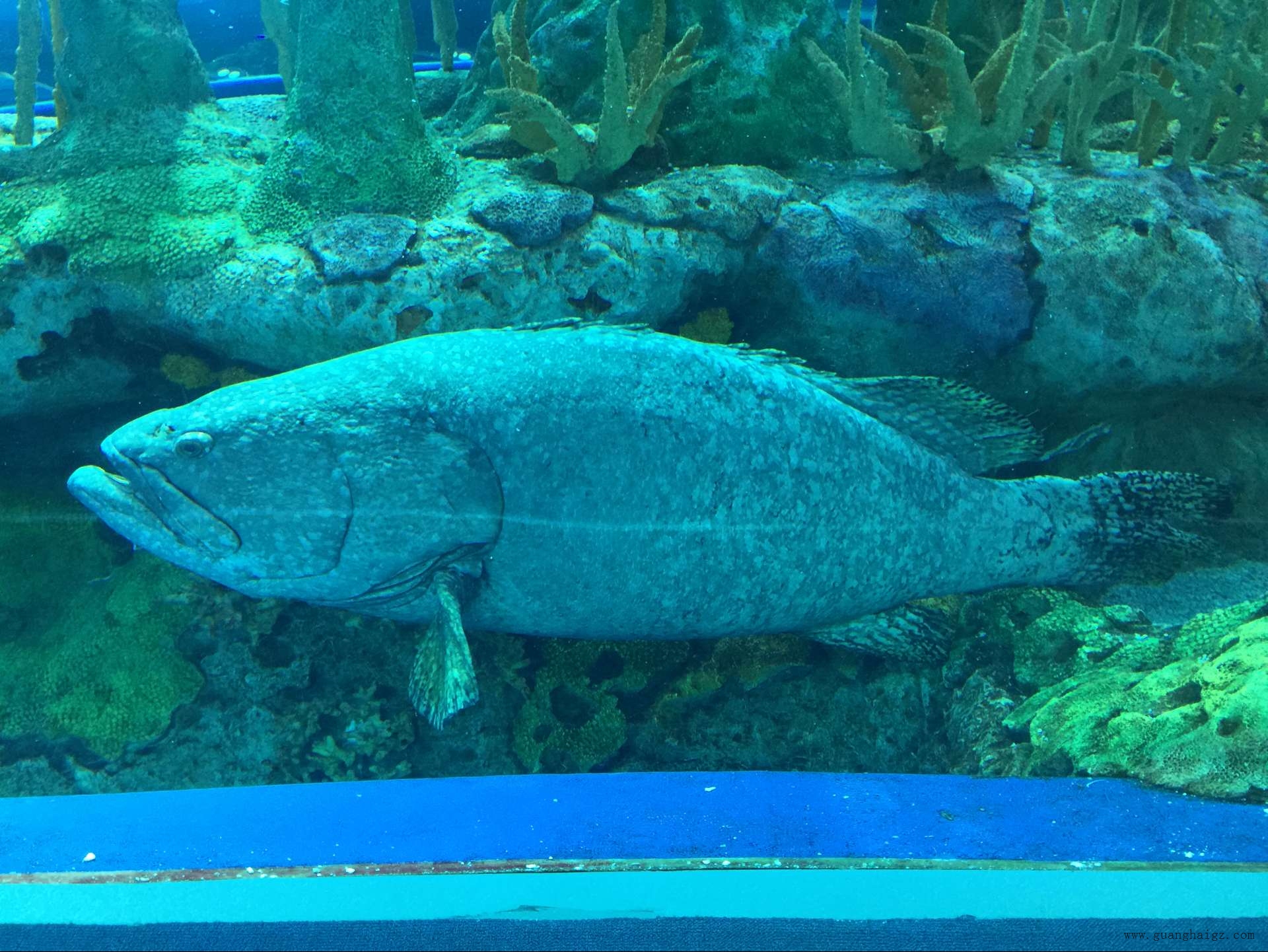 �����ϸ硤(�й�)���ֲ��ٷ���վ