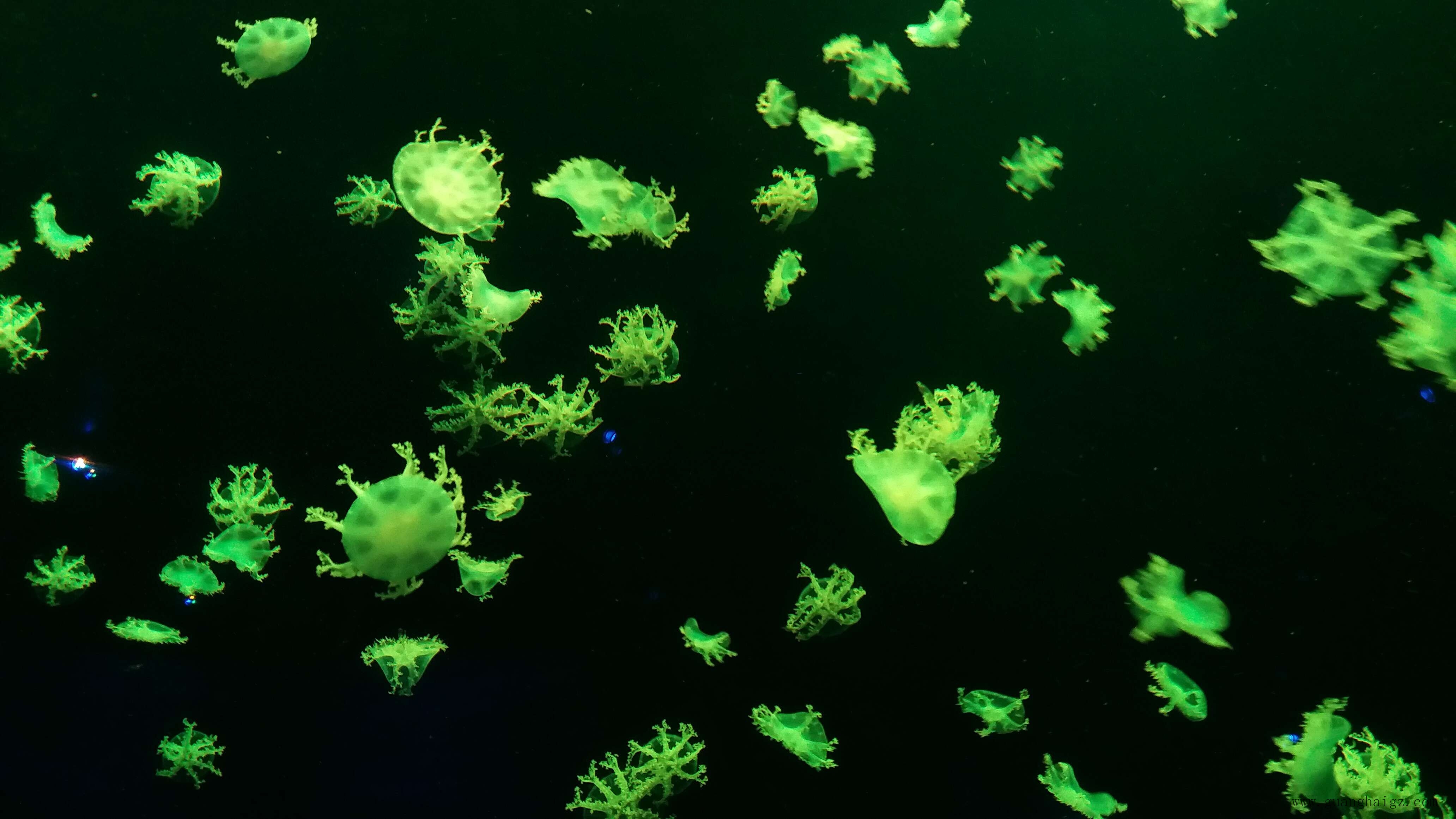 �����ϸ硤(�й�)���ֲ��ٷ���վ