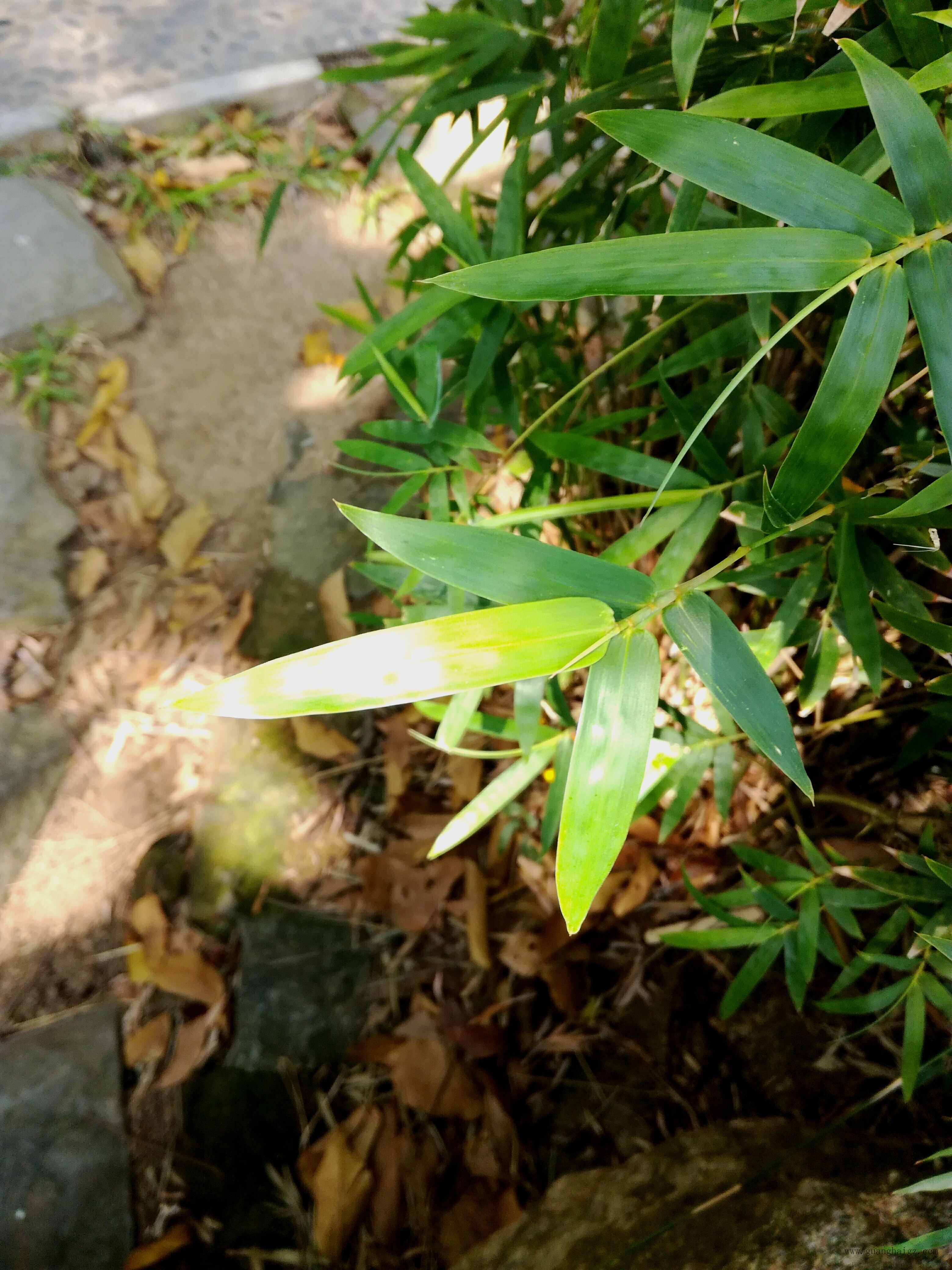 �����ϸ硤(�й�)���ֲ��ٷ���վ