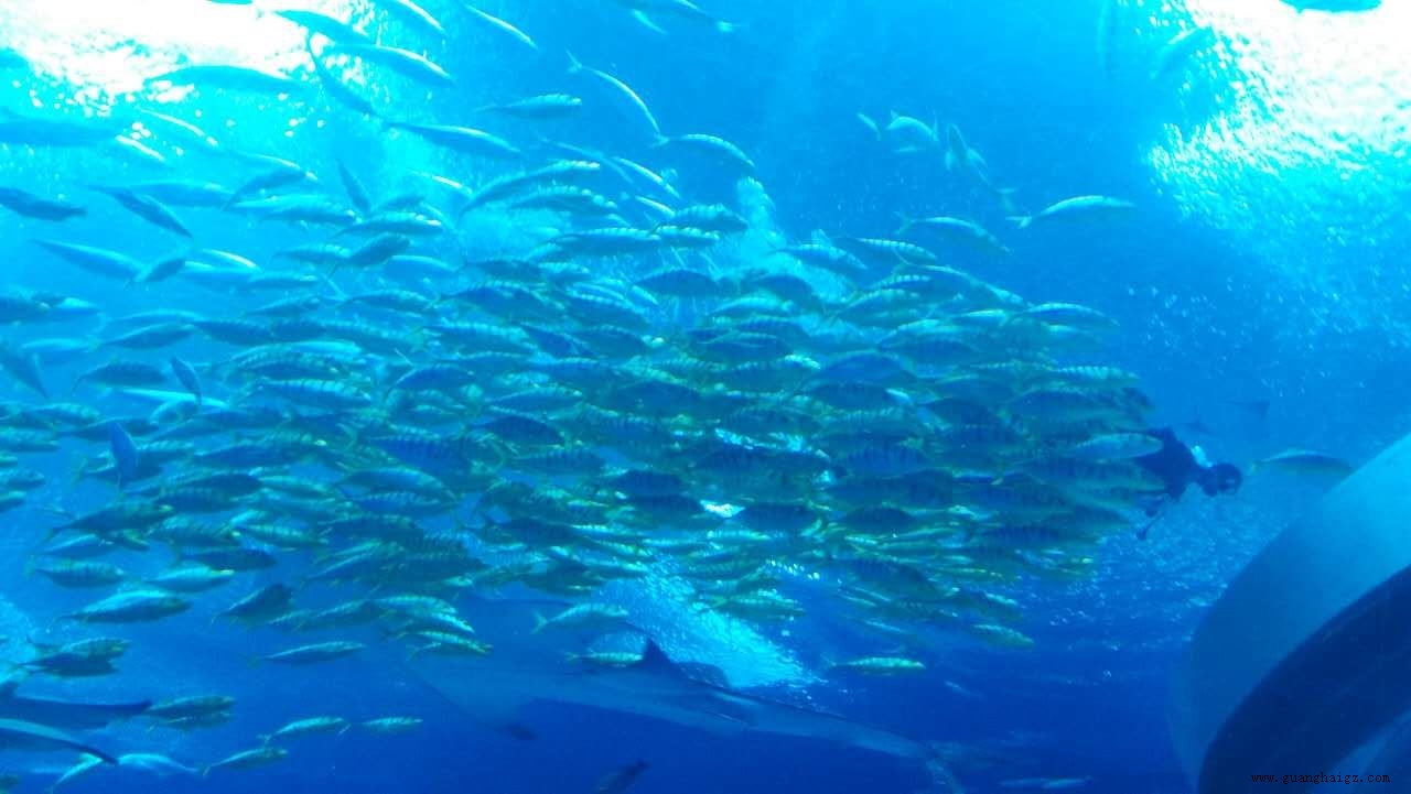 �����ϸ硤(�й�)���ֲ��ٷ���վ